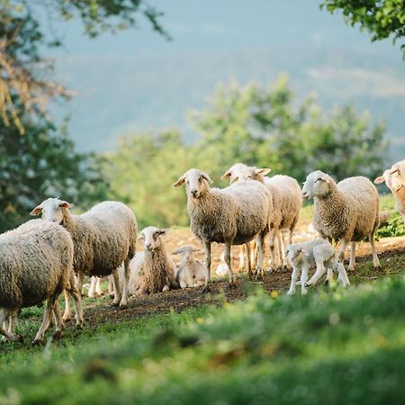 Eco Tourist Farm Ravnjak Slovenj Gradec Dış mekan fotoğraf