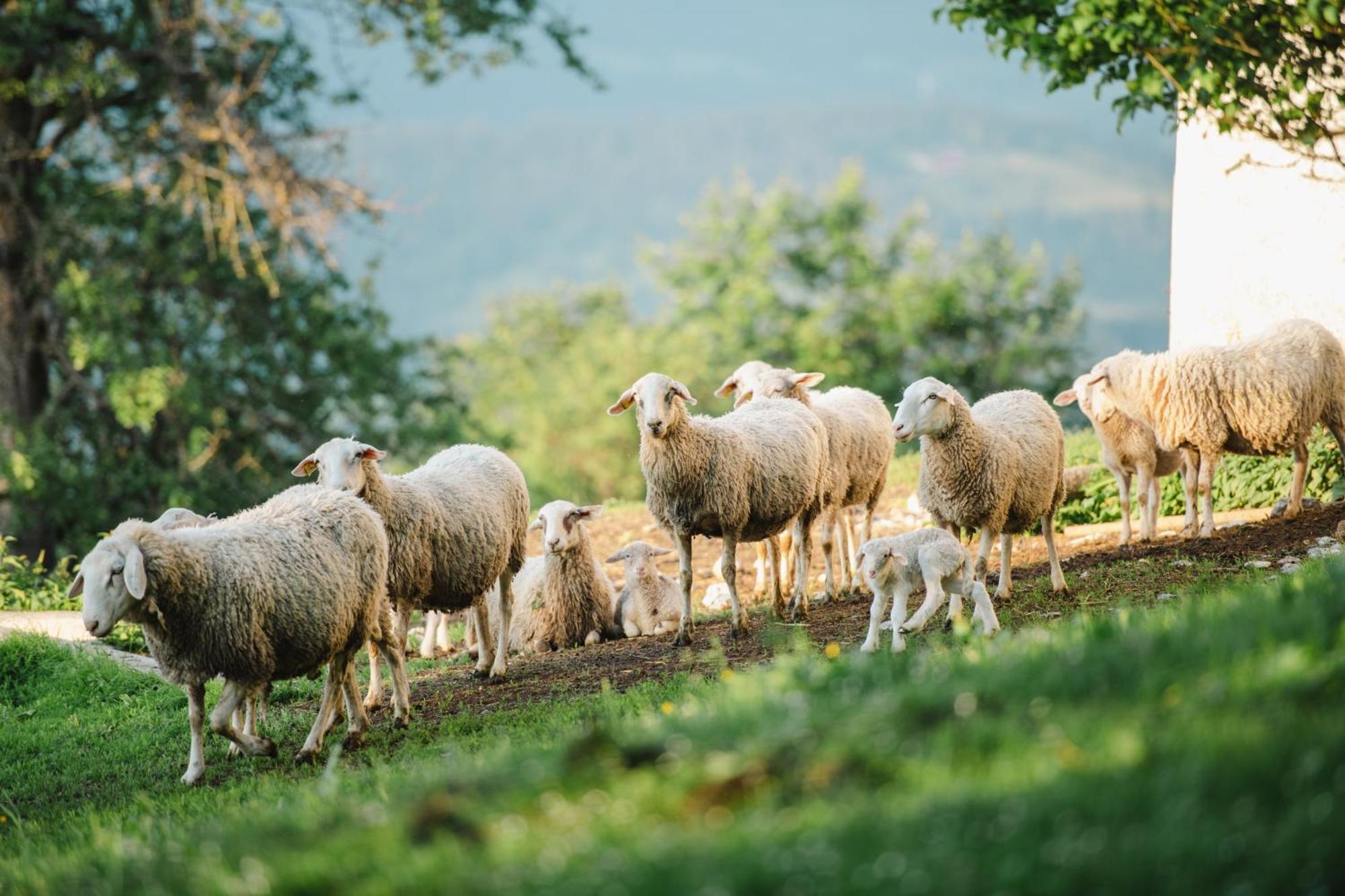 Eco Tourist Farm Ravnjak Slovenj Gradec Dış mekan fotoğraf
